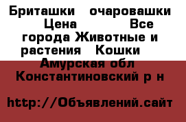 Бриташки - очаровашки.  › Цена ­ 3 000 - Все города Животные и растения » Кошки   . Амурская обл.,Константиновский р-н